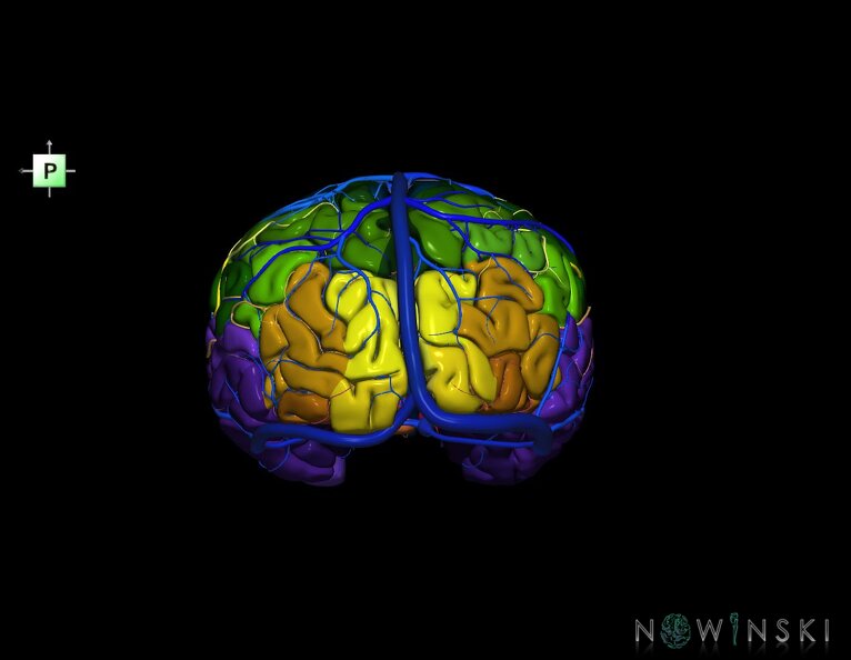 G3.T3.1-15.2-16.1.V3.C3-2-2.L0.Cerebrum–Intracranial_arteries–Intracranial_venous_system.tiff