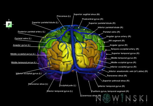 G3.T3.1-15.2-16.1.V3.C3-2-2.L1.Cerebrum–Intracranial arteries–Intracranial venous system