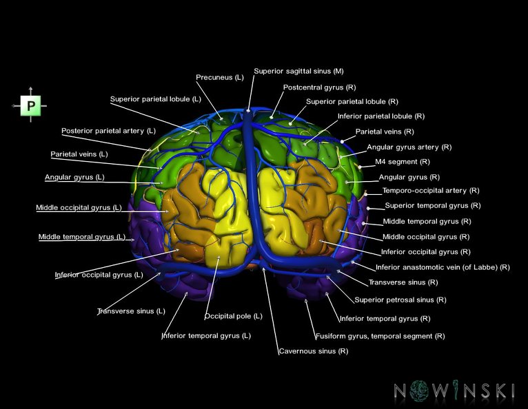 G3.T3.1-15.2-16.1.V3.C3-2-2.L1.Cerebrum–Intracranial_arteries–Intracranial_venous_system.tiff