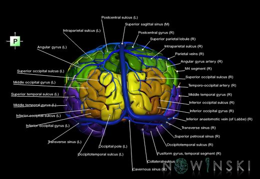 G3.T3.1-15.2-16.1.V3.C4-2-2.L1.Cerebrum–Intracranial arteries–Intracranial venous system