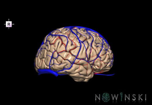 G3.T3.1-15.2-16.1.V4.C1.L0.Cerebrum–Intracranial arteries–Intracranial venous system