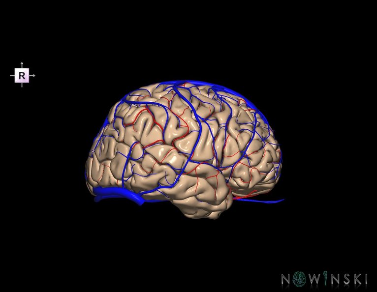 G3.T3.1-15.2-16.1.V4.C1.L0.Cerebrum–Intracranial_arteries–Intracranial_venous_system.tiff