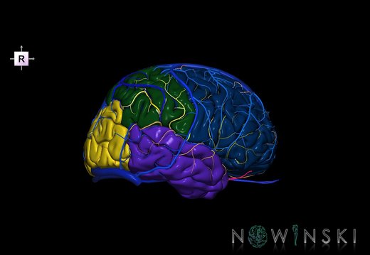 G3.T3.1-15.2-16.1.V4.C2.L0.Cerebrum–Intracranial arteries–Intracranial venous system