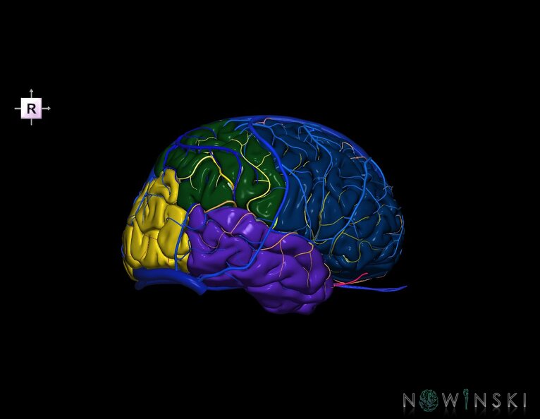 G3.T3.1-15.2-16.1.V4.C2.L0.Cerebrum–Intracranial_arteries–Intracranial_venous_system.tiff
