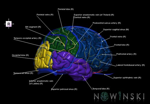 G3.T3.1-15.2-16.1.V4.C2.L1.Cerebrum–Intracranial arteries–Intracranial venous system