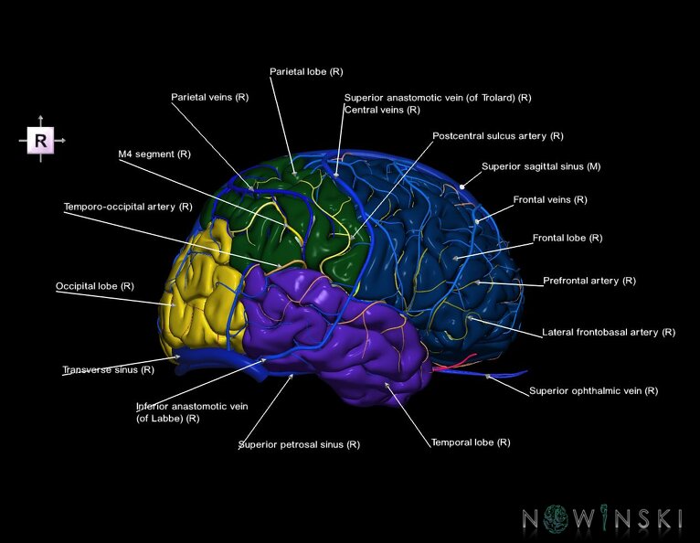 G3.T3.1-15.2-16.1.V4.C2.L1.Cerebrum–Intracranial_arteries–Intracranial_venous_system.tiff