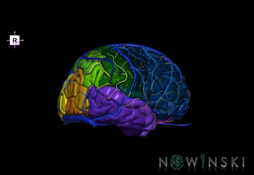 G3.T3.1-15.2-16.1.V4.C3-2-2.L0.Cerebrum–Intracranial arteries–Intracranial venous system