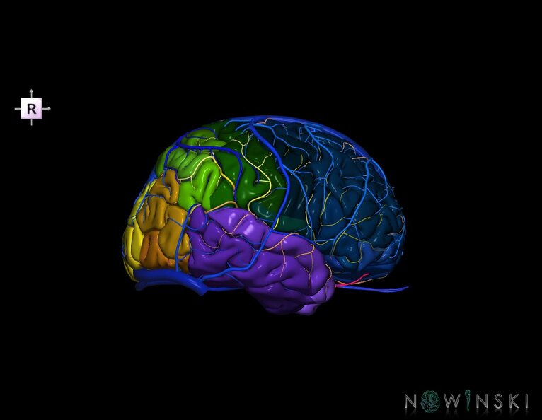 G3.T3.1-15.2-16.1.V4.C3-2-2.L0.Cerebrum–Intracranial_arteries–Intracranial_venous_system.tiff