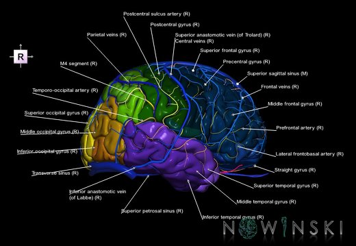 G3.T3.1-15.2-16.1.V4.C3-2-2.L1.Cerebrum–Intracranial arteries–Intracranial venous system