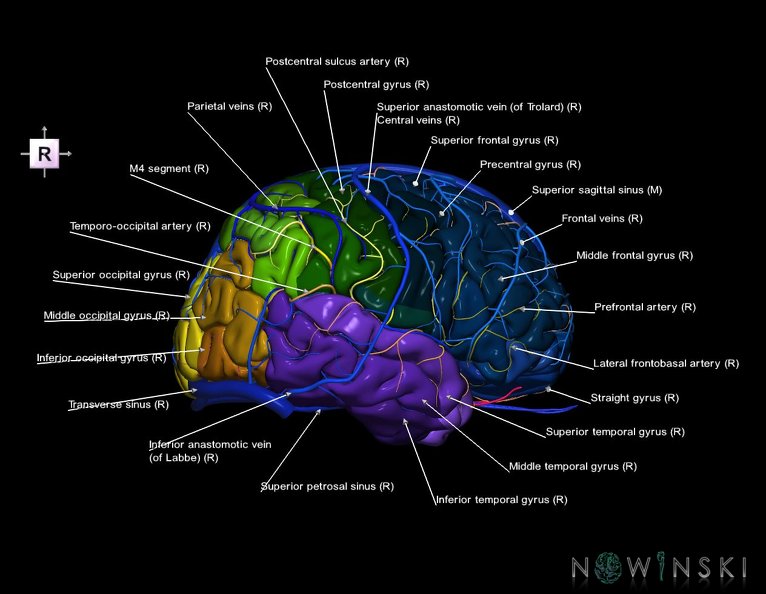 G3.T3.1-15.2-16.1.V4.C3-2-2.L1.Cerebrum–Intracranial_arteries–Intracranial_venous_system.tiff