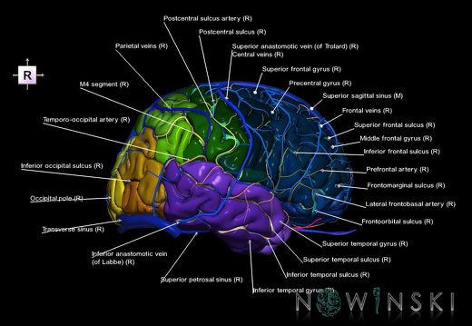 G3.T3.1-15.2-16.1.V4.C4-2-2.L1.Cerebrum–Intracranial arteries–Intracranial venous system