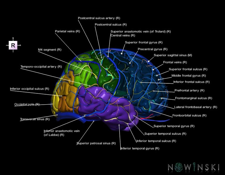 G3.T3.1-15.2-16.1.V4.C4-2-2.L1.Cerebrum–Intracranial_arteries–Intracranial_venous_system.tiff