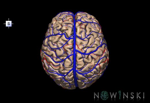 G3.T3.1-15.2-16.1.V5.C1.L0.Cerebrum–Intracranial arteries–Intracranial venous system