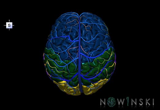 G3.T3.1-15.2-16.1.V5.C2.L0.Cerebrum–Intracranial arteries–Intracranial venous system