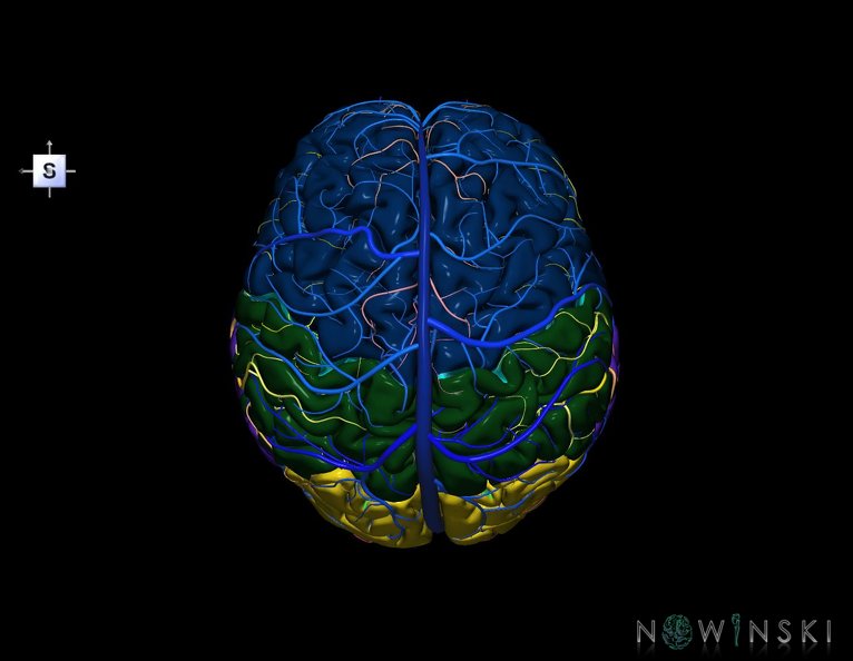 G3.T3.1-15.2-16.1.V5.C2.L0.Cerebrum–Intracranial_arteries–Intracranial_venous_system.tiff