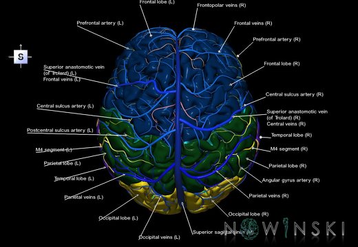 G3.T3.1-15.2-16.1.V5.C2.L1.Cerebrum–Intracranial arteries–Intracranial venous system