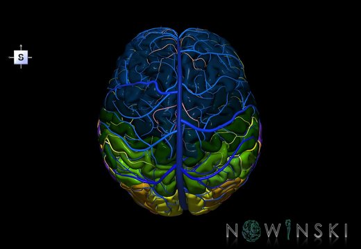 G3.T3.1-15.2-16.1.V5.C3-2-2.L0.Cerebrum–Intracranial arteries–Intracranial venous system