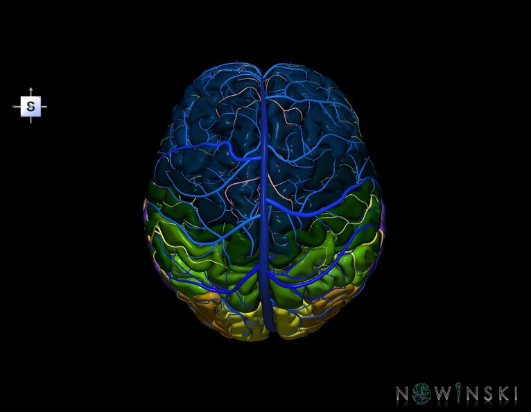 G3.T3.1-15.2-16.1.V5.C3-2-2.L0.Cerebrum–Intracranial_arteries–Intracranial_venous_system.tiff