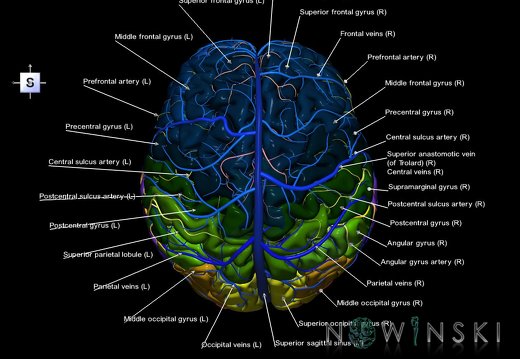 G3.T3.1-15.2-16.1.V5.C3-2-2.L1.Cerebrum–Intracranial arteries–Intracranial venous system