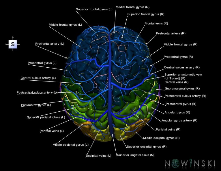 G3.T3.1-15.2-16.1.V5.C3-2-2.L1.Cerebrum–Intracranial_arteries–Intracranial_venous_system.tiff