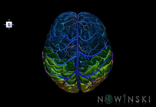 G3.T3.1-15.2-16.1.V5.C4-2-2.L0.Cerebrum–Intracranial arteries–Intracranial venous system