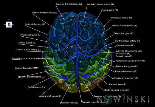 G3.T3.1-15.2-16.1.V5.C4-2-2.L1.Cerebrum–Intracranial arteries–Intracranial venous system