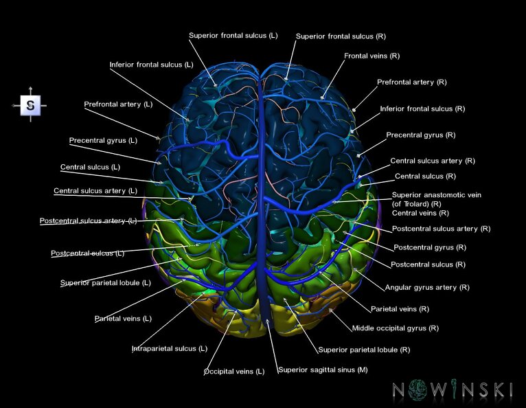 G3.T3.1-15.2-16.1.V5.C4-2-2.L1.Cerebrum–Intracranial_arteries–Intracranial_venous_system.tiff