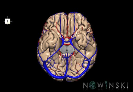 G3.T3.1-15.2-16.1.V6.C1.L0.Cerebrum–Intracranial arteries–Intracranial venous system