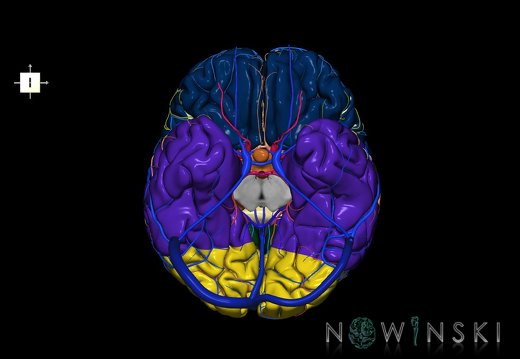 G3.T3.1-15.2-16.1.V6.C2.L0.Cerebrum–Intracranial arteries–Intracranial venous system