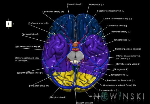 G3.T3.1-15.2-16.1.V6.C2.L1.Cerebrum–Intracranial arteries–Intracranial venous system