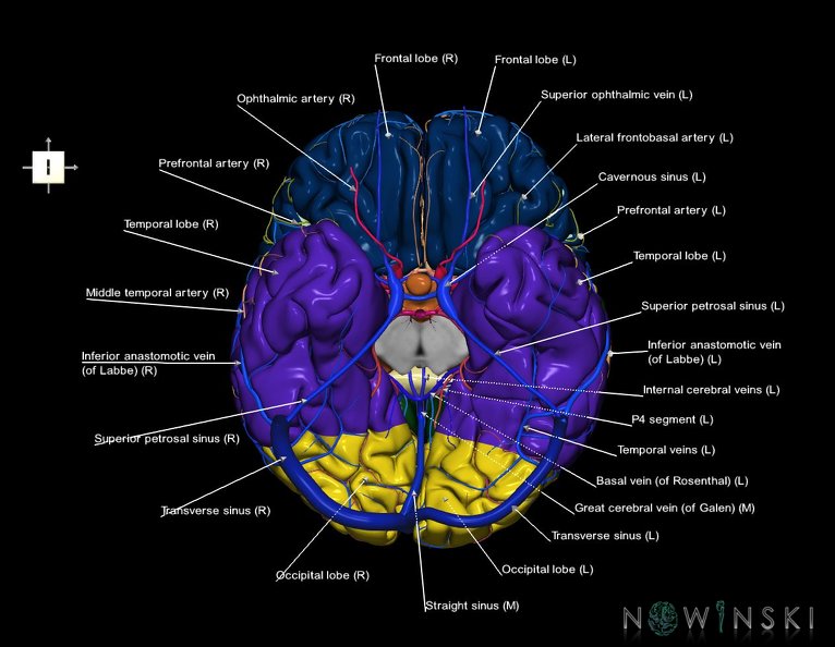 G3.T3.1-15.2-16.1.V6.C2.L1.Cerebrum–Intracranial_arteries–Intracranial_venous_system.tiff