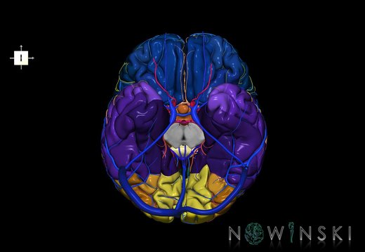 G3.T3.1-15.2-16.1.V6.C3-2-2.L0.Cerebrum–Intracranial arteries–Intracranial venous system