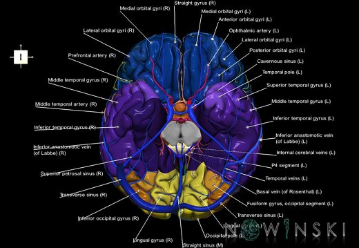 G3.T3.1-15.2-16.1.V6.C3-2-2.L1.Cerebrum–Intracranial arteries–Intracranial venous system