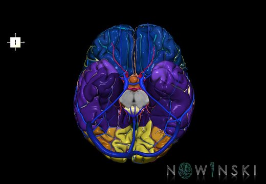 G3.T3.1-15.2-16.1.V6.C4-2-2.L0.Cerebrum–Intracranial arteries–Intracranial venous system