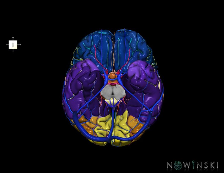 G3.T3.1-15.2-16.1.V6.C4-2-2.L0.Cerebrum–Intracranial_arteries–Intracranial_venous_system.tiff