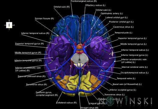 G3.T3.1-15.2-16.1.V6.C4-2-2.L1.Cerebrum–Intracranial arteries–Intracranial venous system