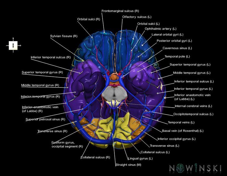 G3.T3.1-15.2-16.1.V6.C4-2-2.L1.Cerebrum–Intracranial_arteries–Intracranial_venous_system.tiff