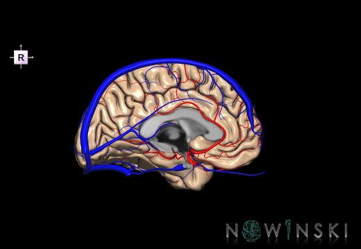 G3.T3.2-15.3-16.2.V4.C1.L0.Cerebrum–Intracranial arteries–Intracranial venous system.Left