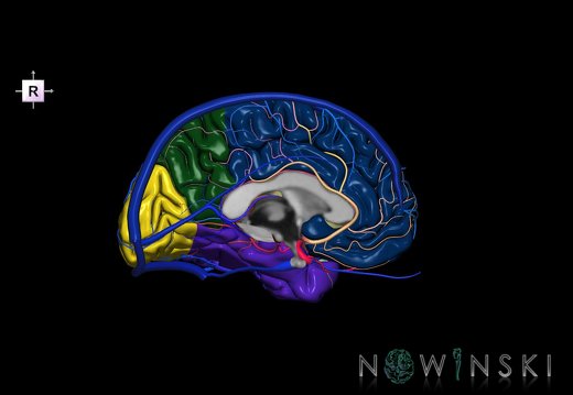 G3.T3.2-15.3-16.2.V4.C2.L0.Cerebrum–Intracranial arteries–Intracranial venous system.Left