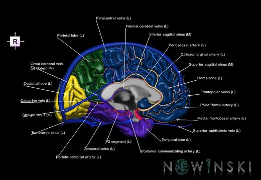 G3.T3.2-15.3-16.2.V4.C2.L1.Cerebrum–Intracranial arteries–Intracranial venous system.Left