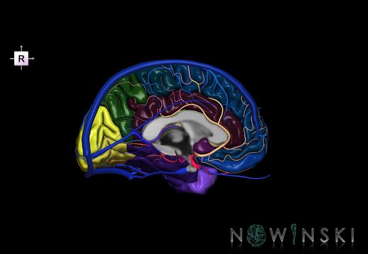 G3.T3.2-15.3-16.2.V4.C3-2-2.L0.Cerebrum–Intracranial arteries–Intracranial venous system.Left