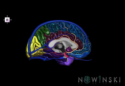 G3T3.2-15.3-16.2.Cerebrum-IntracranialArteries-IntracranialVenousSystem.Left