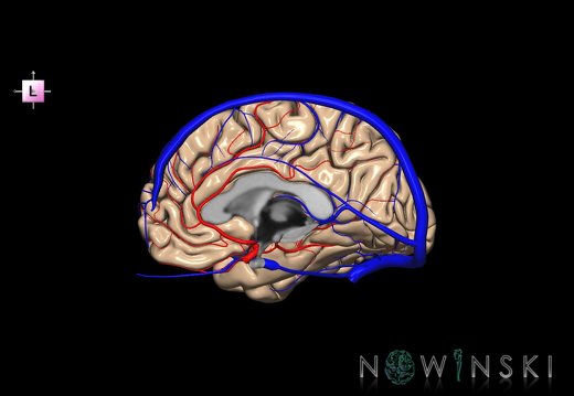 G3.T3.3-15.4-16.3.V2.C1.L0.Cerebrum–Intracranial arteries–Intracranial venous system.Right