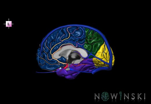 G3.T3.3-15.4-16.3.V2.C2.L0.Cerebrum–Intracranial arteries–Intracranial venous system.Right