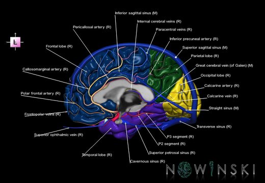 G3.T3.3-15.4-16.3.V2.C2.L1.Cerebrum–Intracranial arteries–Intracranial venous system.Right