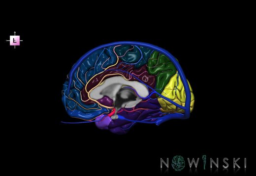 G3.T3.3-15.4-16.3.V2.C3-2-2.L0.Cerebrum–Intracranial arteries–Intracranial venous system.Right