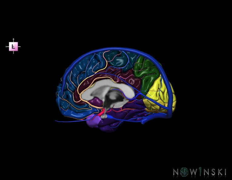 G3.T3.3-15.4-16.3.V2.C3-2-2.L0.Cerebrum–Intracranial_arteries–Intracranial_venous_system.Right.tiff