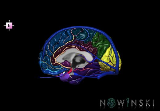 G3.T3.3-15.4-16.3.V2.C4-2-2.L0.Cerebrum–Intracranial arteries–Intracranial venous system.Right