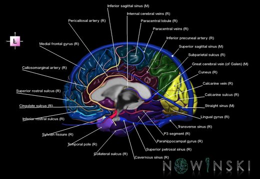 G3.T3.3-15.4-16.3.V2.C4-2-2.L1.Cerebrum–Intracranial arteries–Intracranial venous system.Right