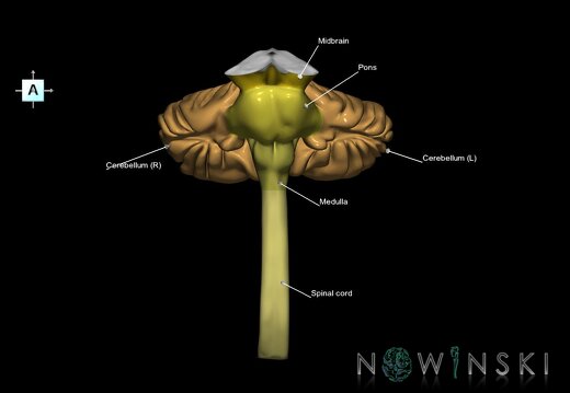 G3.T8-9-10.V1.C2.L1.Cerebellum–Brainstem–Cervical spinal cord